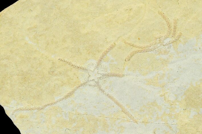 Jurassic Brittle Star (Sinosura) Fossil - Solnhofen #132414